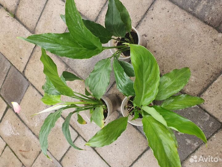 Спатифиллум цветет