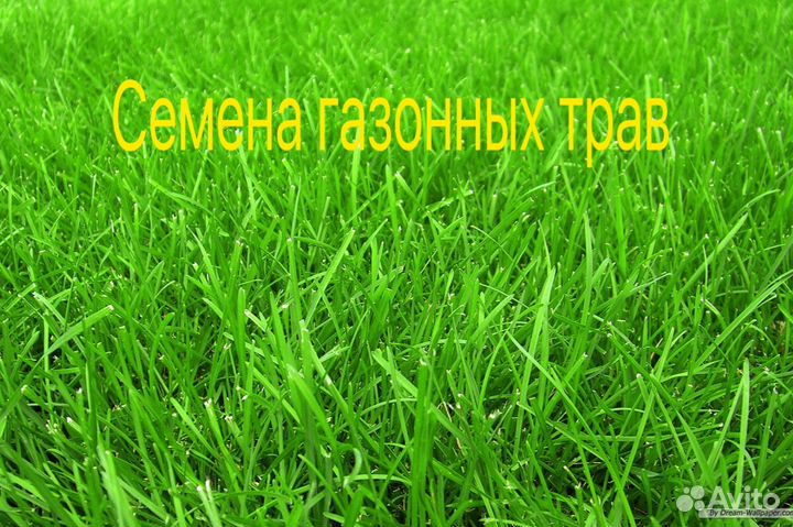 Семена газона