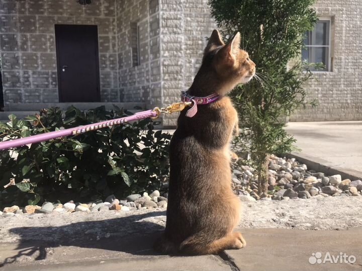 Абиссинская кошечка Чаузи Зарина