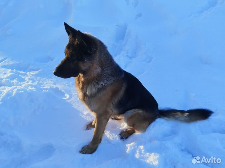 Вязка немецкая овчарка
