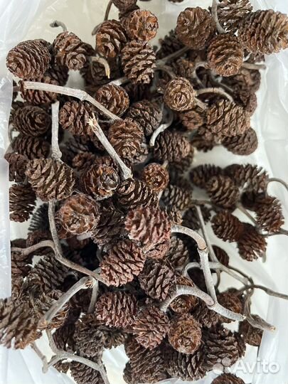 Шишки ольхи