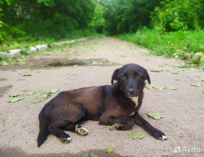 Молодой пес в добрые руки