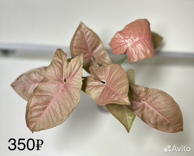 Сингониум Неон пинк