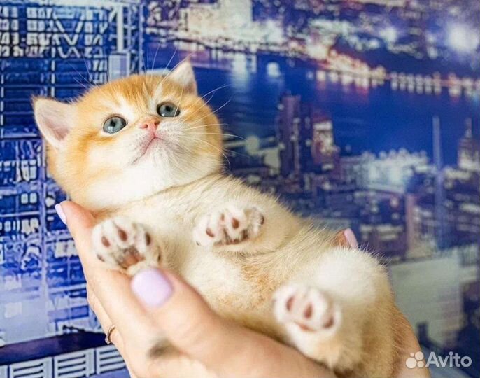 Британский мальчик золотая шиншилла