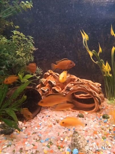 Лабео, Цихлиды и Гуппи