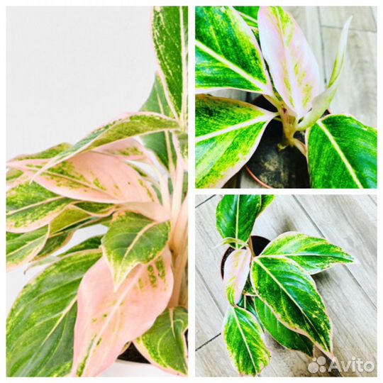 Аглаонемы сортовые, часть 1