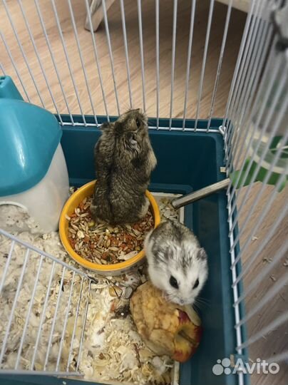 Джунгарские хомяки с клеткой