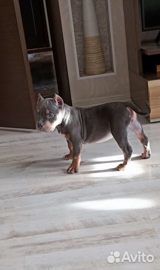 Американский Булли