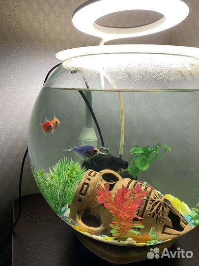Аквариум с рыбками