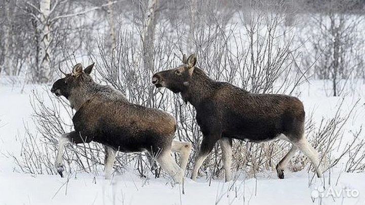 Организация охоты на косулю, кабана, лося
