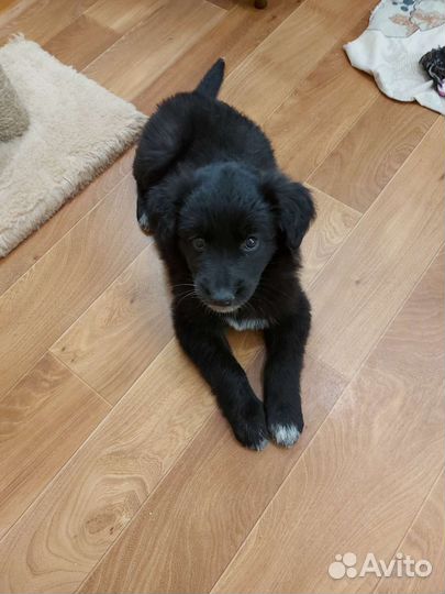 Щеночек девочка в добрые руки