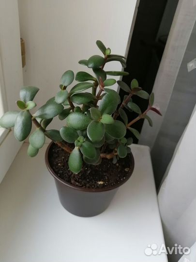 Денежное дерево толстянка крассула