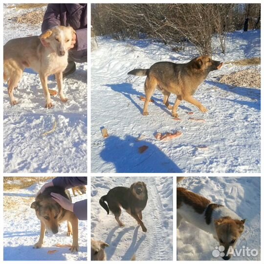 Собака в добрые руки