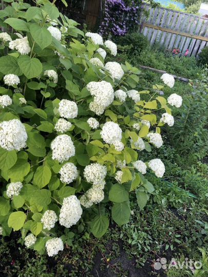 Гортензия кустовая белая, ирисы сортовые