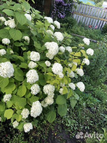Гортензия кустовая белая, ирисы сортовые
