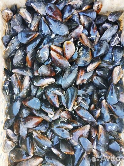 Мидии черноморские, Устрицы