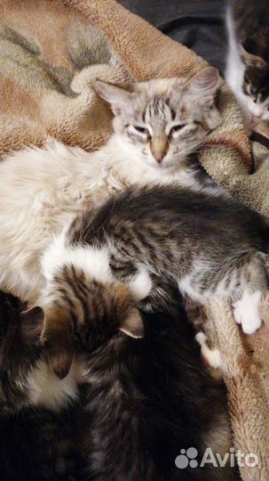 Котята 2.5 месяца в дар