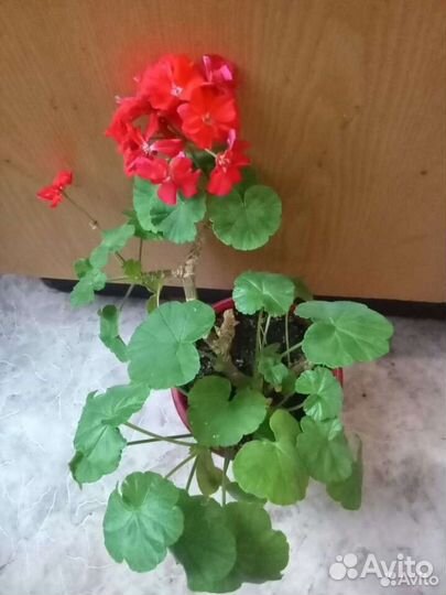 Комнатные цветы