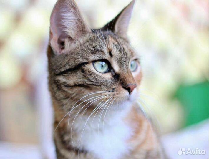 Сантана. Идеальная кошка в добрые руки