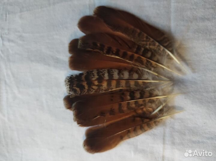 Перья для творчества