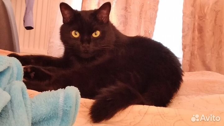 Любимую кошечку Ксюшу в добрые руки