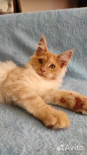 Котята 3 месяца