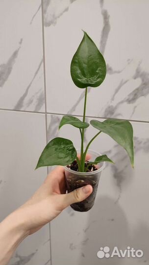 Монстера, алоказия,филодендрон, замиокулькас и т.д