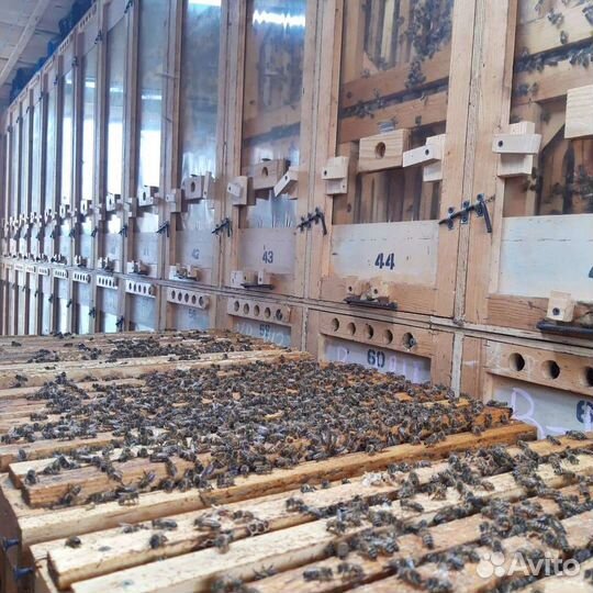 Пчелопакеты карника