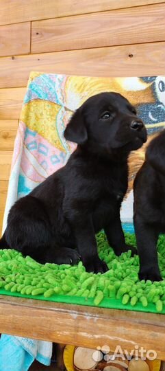 Щенки лабрадора