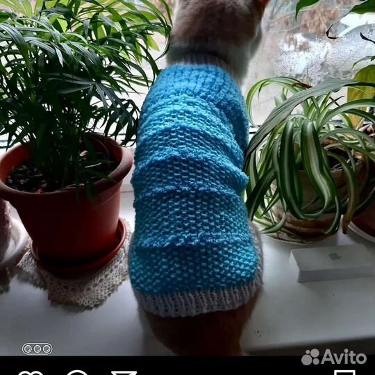 Одежда для животных