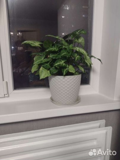 Домашнее растение