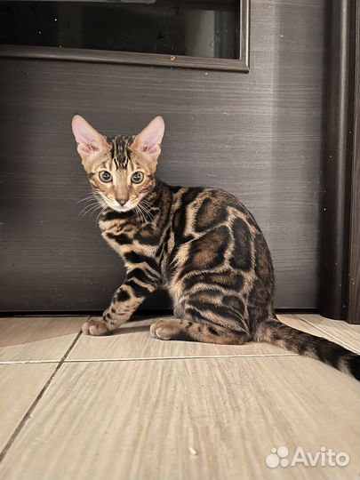 Бенгальские котята девочка