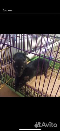 Девочки крыски