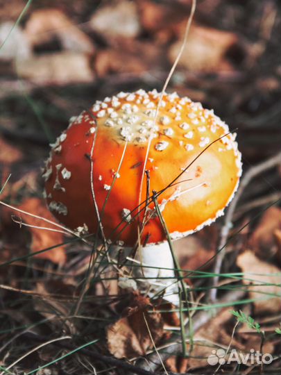 Фотоаппарат canon DS126181 объектив 18-135 mm