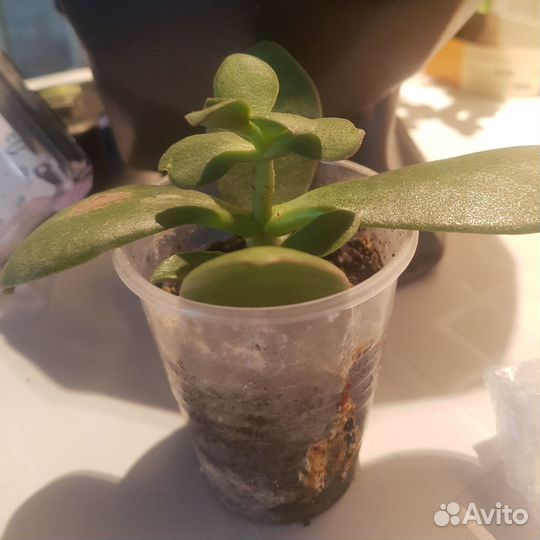 Диффенбахия