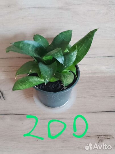 Цветы комнатные