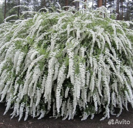 Спирея серая грефшейм черенки