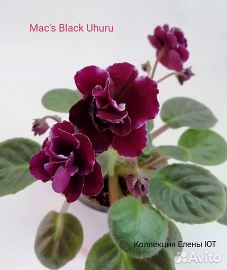 Сортовые фиалки мини