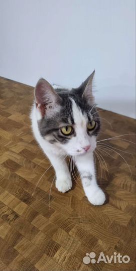 Дарю кошку