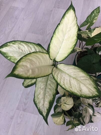 Диффенбахия Каммила