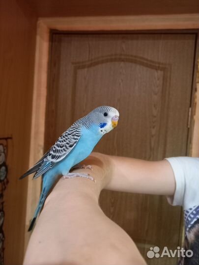 Волнистый попугай