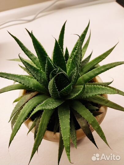 Алоэ Аристата