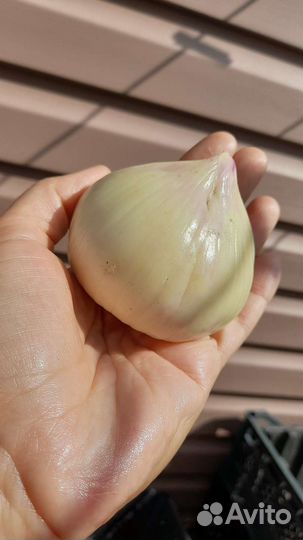 Аллиум (лук) декоративный