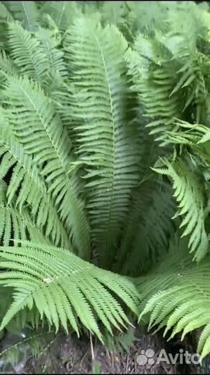 Деревья под дрова