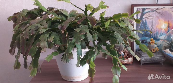 Большие комнатные цветы