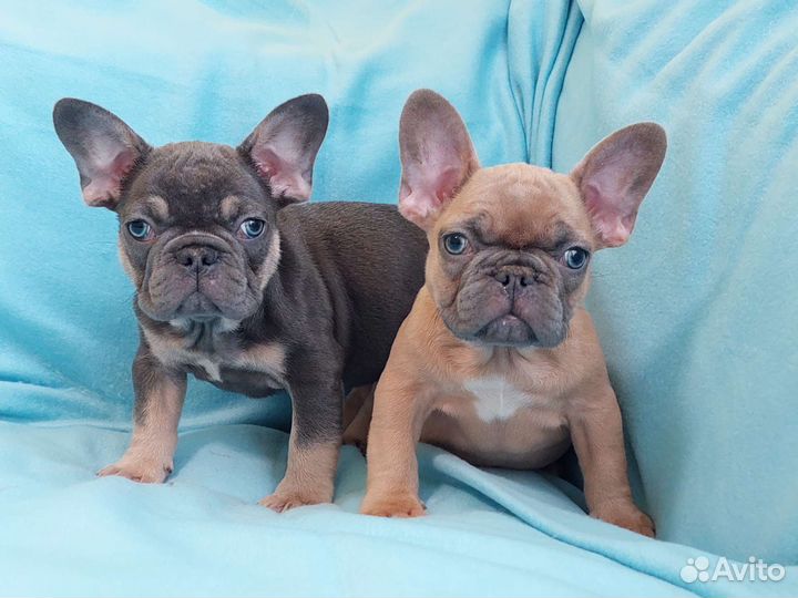 Французские Пупсики в поиске лучшей семьи