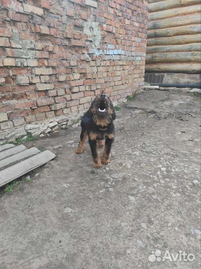 Вязка ягдтерьера