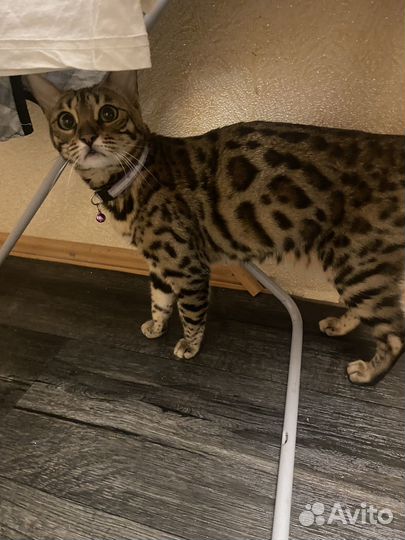 Бенгальская