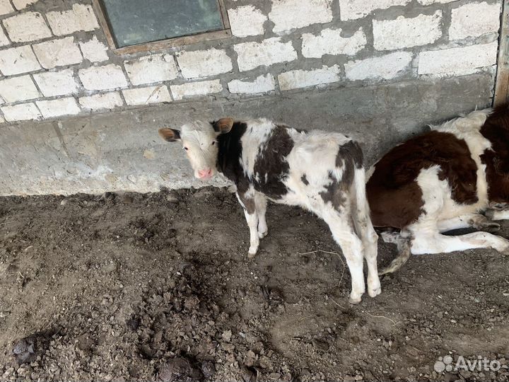 Бычок Сементал