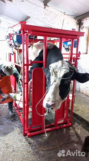 Станок для обработки копыт и фиксации коров и быко